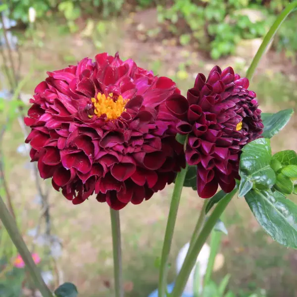 Dahlias bloom almost all summer until late in the fall — Stock Photo, Image