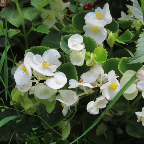 Icebergia (Begonia Semperflorens), piękny kwiat letni, to i — Zdjęcie stockowe