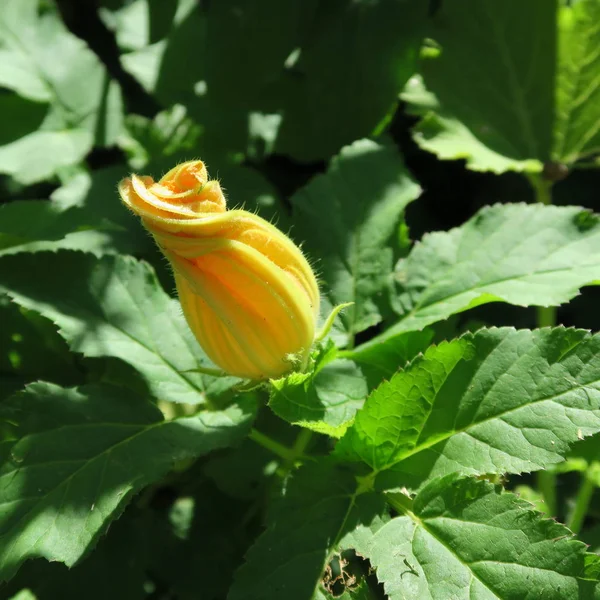 Abobrinha amarela, flor de abóbora, com grandes folhas verdes — Fotografia de Stock