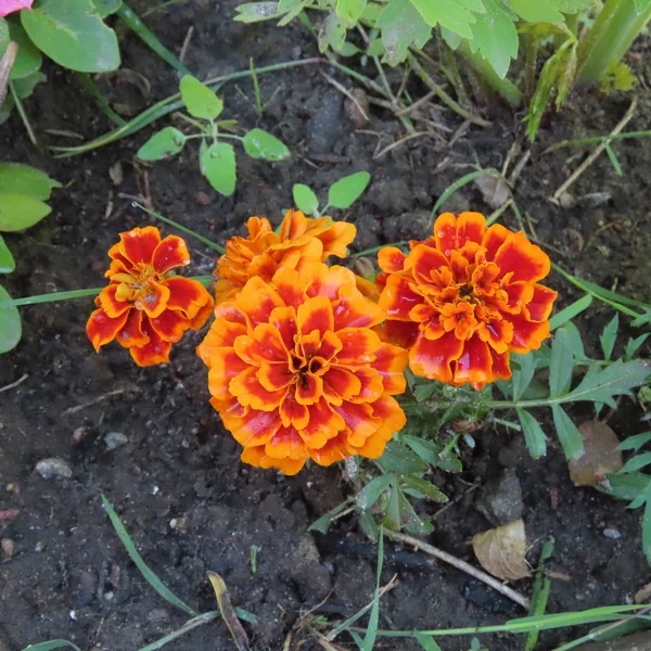 Orange student flowers, Tagetes, flowers long in the summer — Stock Photo, Image