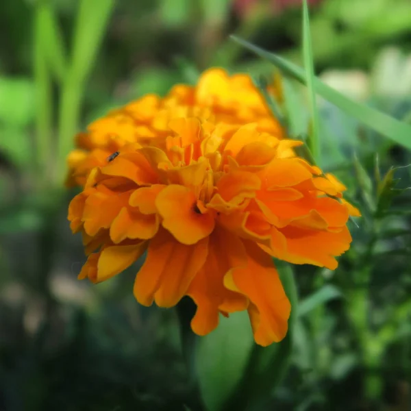 Orange student flowers, Tagetes, flowers long in the summer — Stock Photo, Image