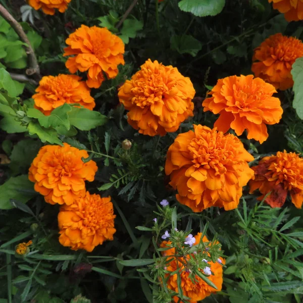 Orange student blommor, Tageter, blommor lÃ ¥nga pÃ ¥sommaren Stockbild