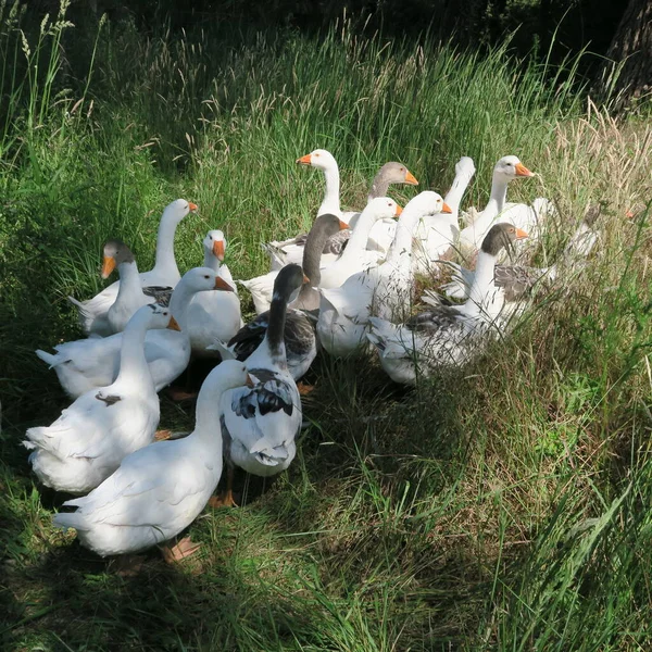 Live Gray White Geese Eat Green Grass Summer Nature — Stock Photo, Image
