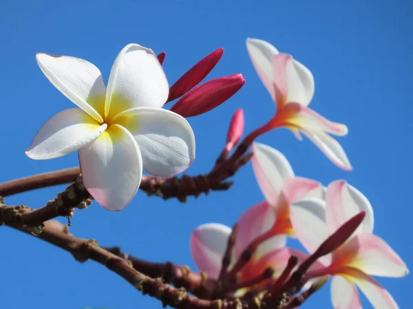 Plumeria Rubra Asijské Květiny Frangipani Proti Modré Obloze — Stock fotografie