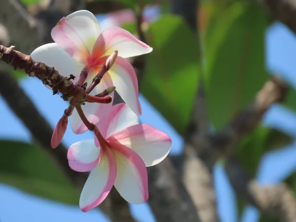 Plumeria Rubra Asijské Květiny Frangipani Proti Modré Obloze — Stock fotografie