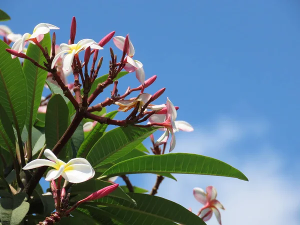 Plumeria Rubra Flor Asiática Frangipani Contra Cielo Azul —  Fotos de Stock
