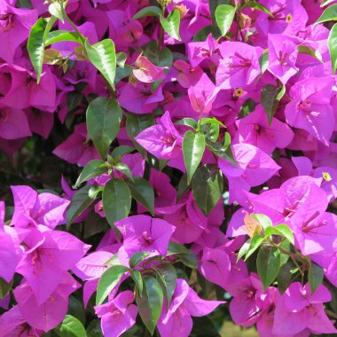 Bougainvillea, üçlü çiçek, Akdeniz çiçek bitkisi
