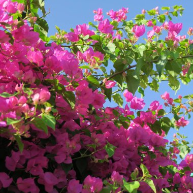 Bougainvillea, üçlü çiçek, Akdeniz çiçek bitkisi
