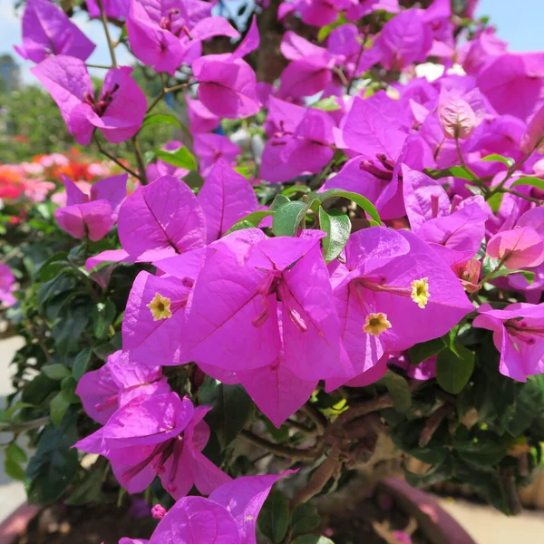 Bougainvillea Flor Triplet Planta Com Flor Mediterrânica — Fotografia de Stock