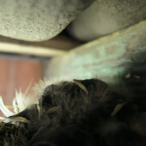 Freshly Hatched Swallows Nest — Stock Photo, Image