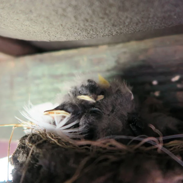 Freshly Hatched Swallows Nest — Stock Photo, Image