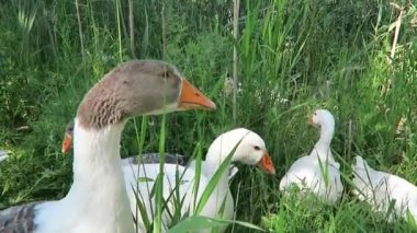 Gri ve beyaz kazlar yaşar, yazları yeşil otlar yer.
