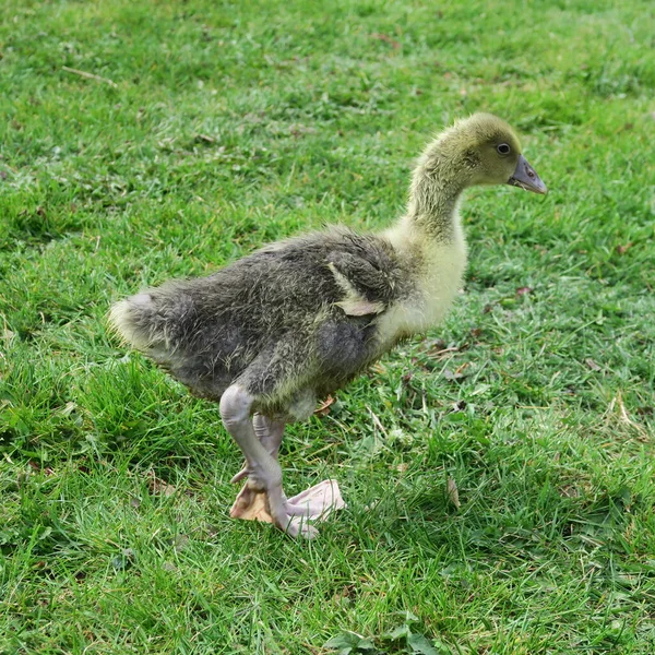 Jeune Oie Dans Herbe Verte — Photo