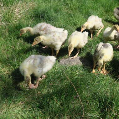 Genç kazlar yeşil çayırlarda yatıyor.