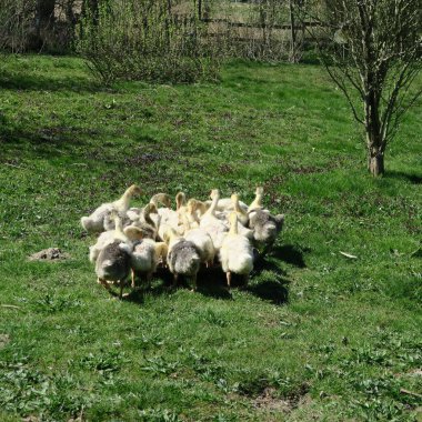 Genç kazlar yeşil çayırlarda yatıyor.