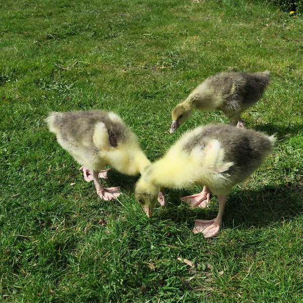 Young Geese Lie Green Meadow — Stock Photo, Image