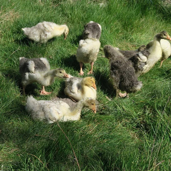 Young Geese Lie Green Meadow — Stock Photo, Image