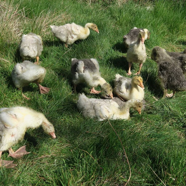 Les Jeunes Oies Trouvent Sur Prairie Verte — Photo