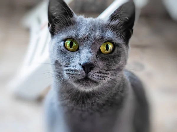 Krásná Ruská Modrá Kočka Detailní Záběr — Stock fotografie