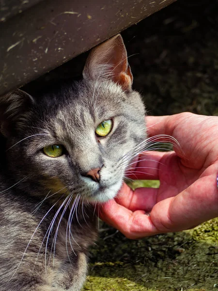 Гладить Бездомного Кота Красивыми Зелеными Глазами — стоковое фото