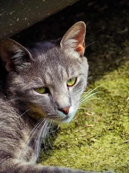 Холодная Соломенная Кошка Симпатичными Зелеными Глазами — стоковое фото