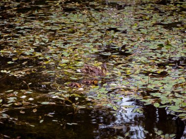 Anne ördek ile onun genç ördek yavrusu