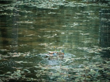 Küçük bir yeşil göl güzel kadın ördek