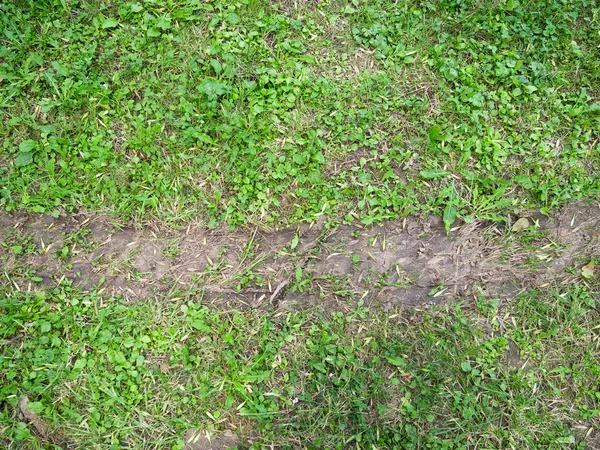 Tire Track Fresh Grass Field — Stock Photo, Image