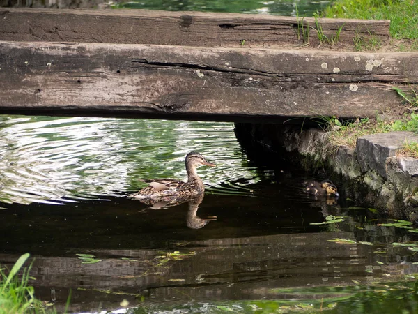Kachna Dvěma Krásné Kachňata Rybníku Pod Malý Dřevěný Most — Stock fotografie