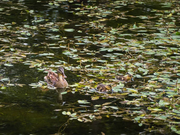 Bir Havuzda Iki Genç Ducklings Ile Ördek — Stok fotoğraf