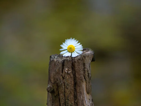 Schöne Kleine Weiße Gänseblümchenblümchen Blume — Stockfoto