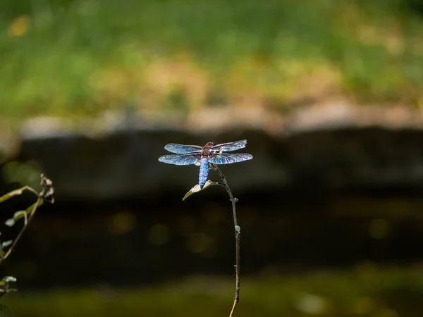 Großkörperliche Verfolgerlibelle Steht Auf Einem Kleinen Ast — Stockfoto