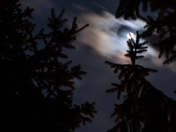 Luminoso Chiaro Luna Sugli Abeti Rossi — Foto Stock