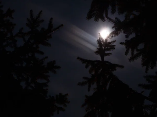 Luz Luna Brillante Sobre Abetos — Foto de Stock