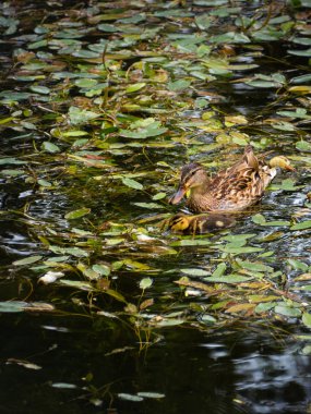 Ördek ve onun küçük sarı ördek yavrusu