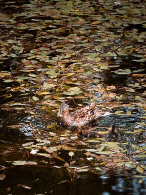 Güzel ördek ve gölde kamufle onun iki küçük ördek yavrusu