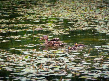 Onu takip onun çekici ducklings ile anne ördek