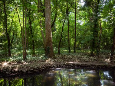 Orman ve küçük bataklık gölet 