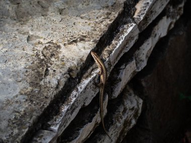 Küçük kertenkele küçük bir taş duvar tırmanışı