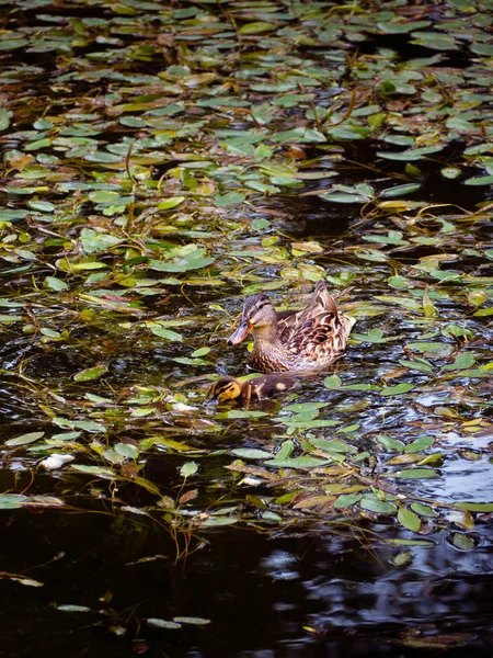 Entenmutter Mit Ihrem Entlein Schwimmt Teich — Stockfoto