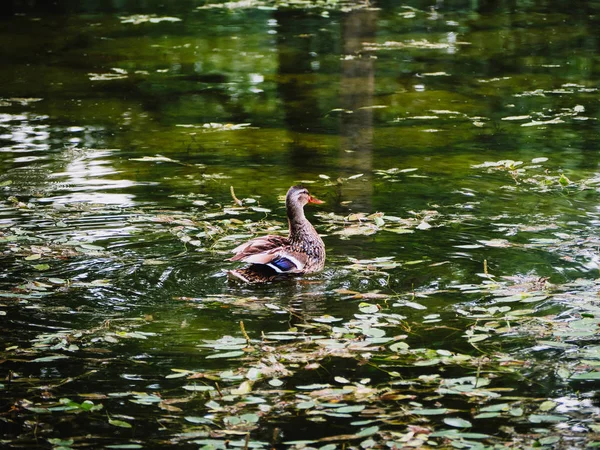 Beautiful female duck in green pond
