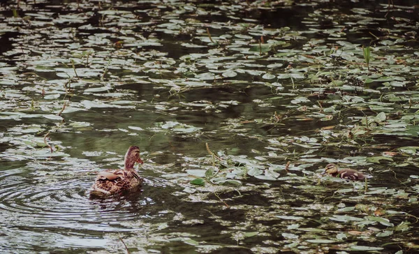 Mother Duck Pond Her Duckling Swimming Her — Stock Photo, Image