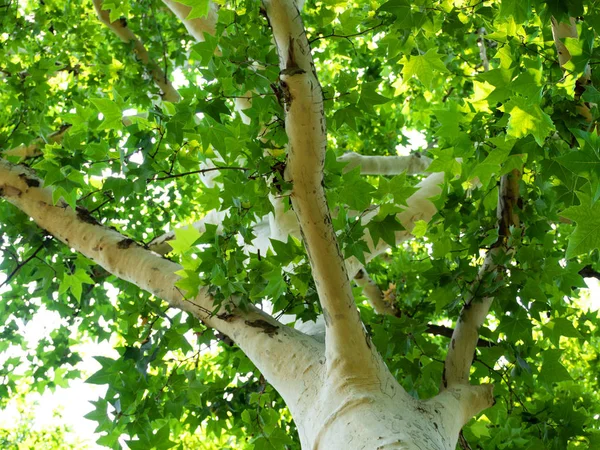 Beautiful white sycamore tree