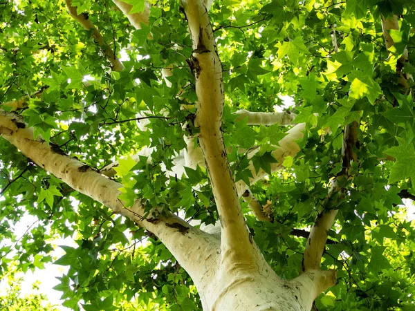 Beautiful white sycamore tree with bright green leaves