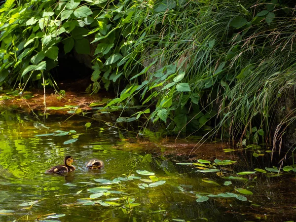 Two small ducklings playing near the edge of the pond