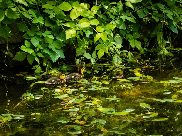 Two Small Ducklings Camouflaged Leaves Foliage Edge Pond — Stock Photo, Image