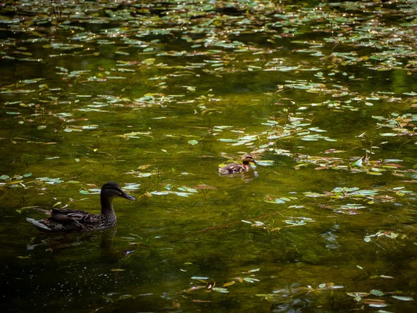 Mum duck and her duckling resting in the pond