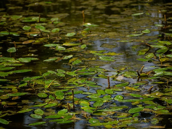 Seerosen Noch Ungeblüht Kleinem Teich — Stockfoto