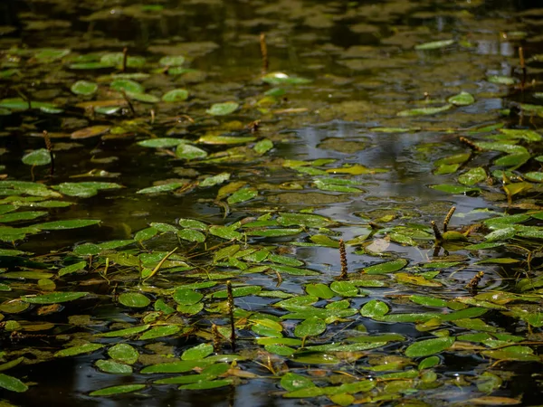 Nenúfares Aún Sin Florecer Pequeño Estanque — Foto de Stock