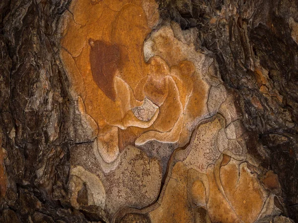 Belle Texture Écorce Arbre Brun Rougeâtre — Photo